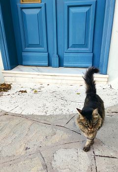 Ano Poli cats, Thessaloniki