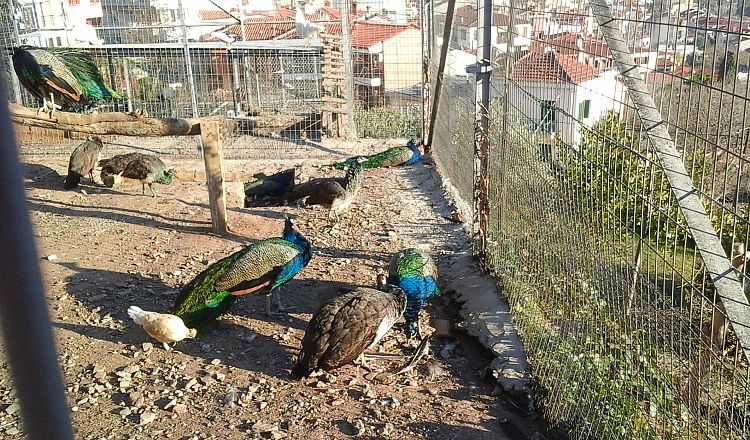 Peacocks in the Vlatadon Monastery